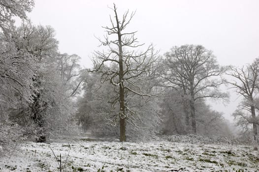 Snow on tree tops with an overcast sky