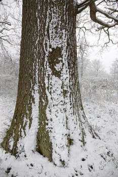 Snow on the trunk of an Oak tree