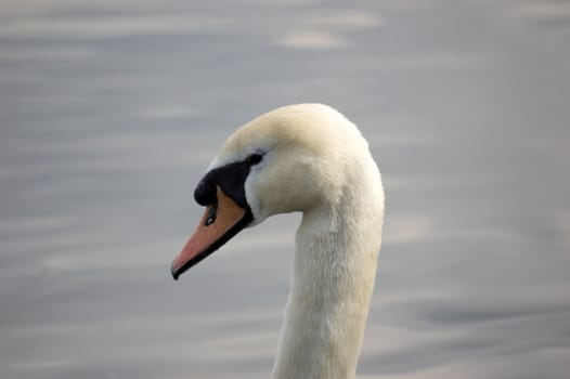 A portrait of a Mute Swan