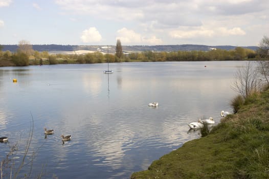 A view of a lake with some swans