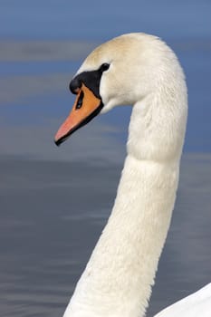 A portrait of a Mute Swan