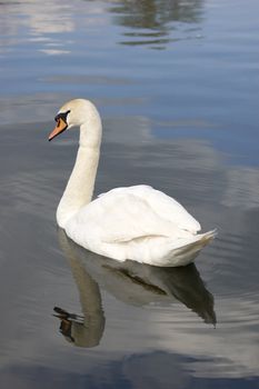 A mute swan on a lake