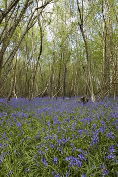 Blue bells in the woods in spring