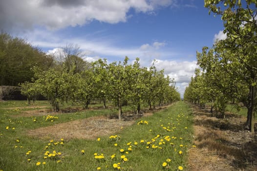 A view of an apple orchard in Kent ,England