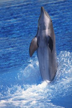 dolphin standing on water