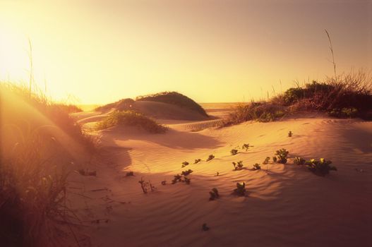 sand dunes National Seashore South Padre Island Texas