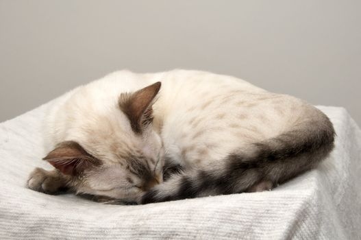 A Bengal kitten sleeping on a bed