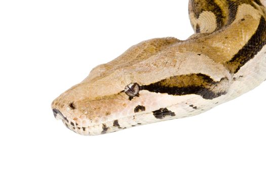 Head of a large adult Boa Constrictor  - detail