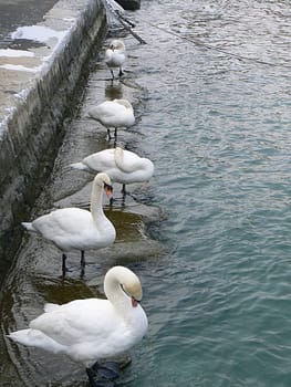 Five swans by the lake