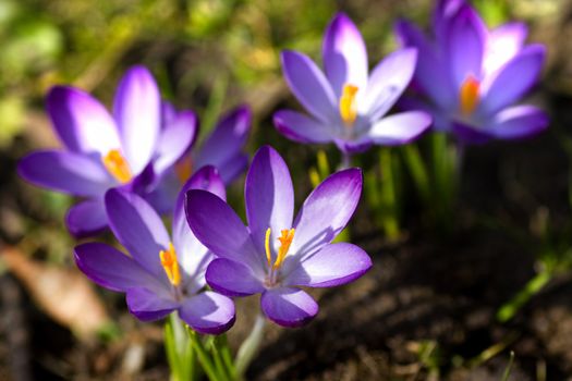 Group of beautiful blooming purple and white spring crocus in March