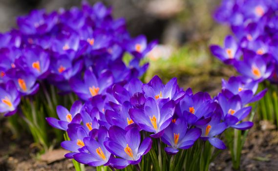 Purple spring crocus open to the sunshine in March