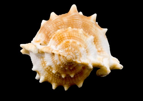 detail of a conch on the black background