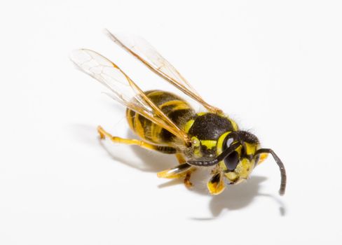 detail of a common wasp - Vespula vulgaris