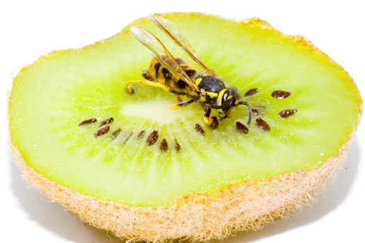 detail of a common wasp on a Kiwifruit - Vespula vulgaris