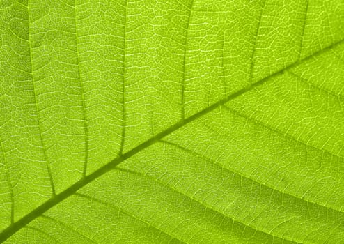Texture of a green leaf in sunlight