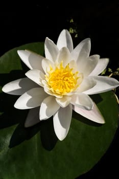 White waterlily with green leaf flowering in pond on sunny summerday - vertical