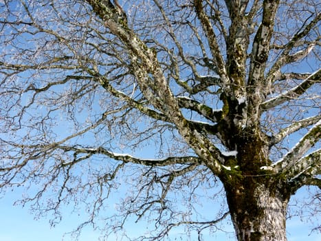 Frosty branches of a tree by beautiful weather