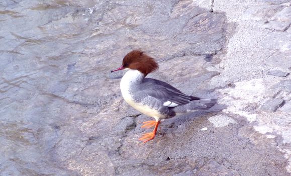 Brown, grey and white female goosander duck standing on the shore next to the water lake