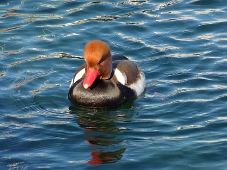 Red head duck floating on blue water