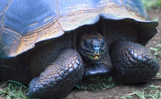 Galapagos tortoise Geochelone elephantopusi Santa Cruz Island Galapagos