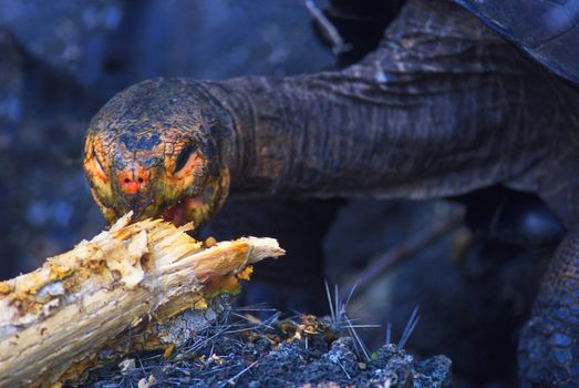 Galapagos Tortoise Geochelone elephantopusi Charles Darwin research station Santa Cruz Island Galapagos