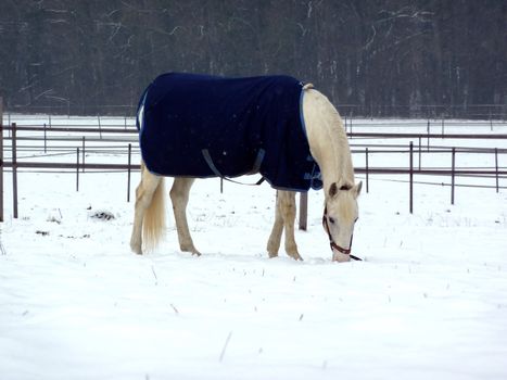 White horse wearing blue coat and eating on a snowy grass meadow surrounded by fences