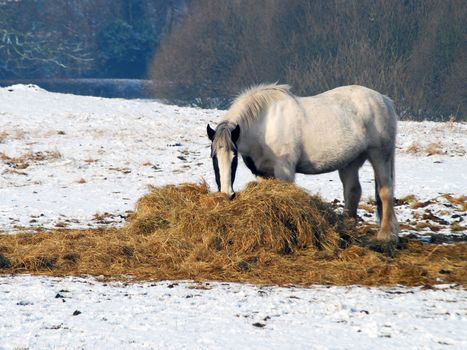 Horse feeds on hay in snow covered field.