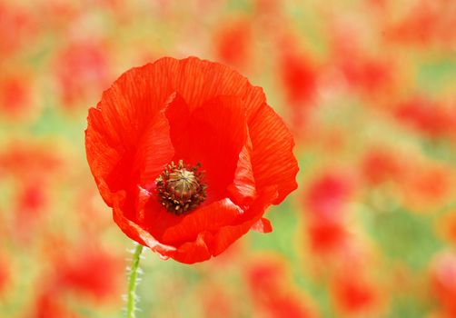 Closeup of poppy flower growing in meadow