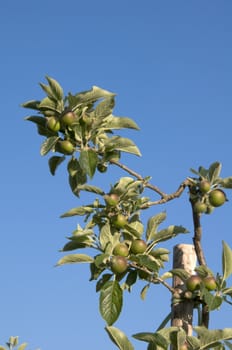 Small, un-ripened apples on a branch with clear blue sky