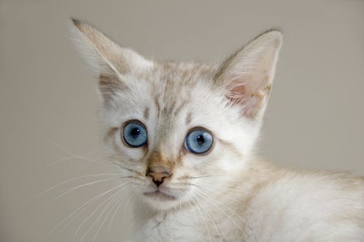 A young bengal kitten with a brown background