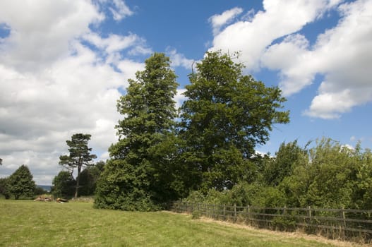 A view of a field in summer with trees a blue cloudy sky