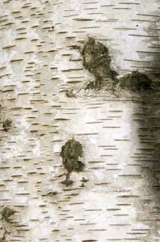 Close-up of the bark of a silver birch tree