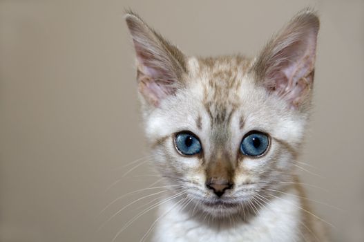 A young bengal kitten with a brown background