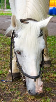 The white horse is grazed about green plant