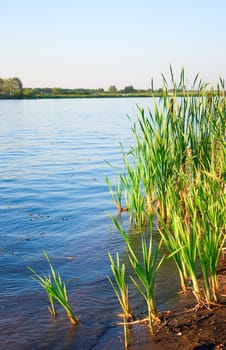 Summer landscape with quiet water of lake and wood