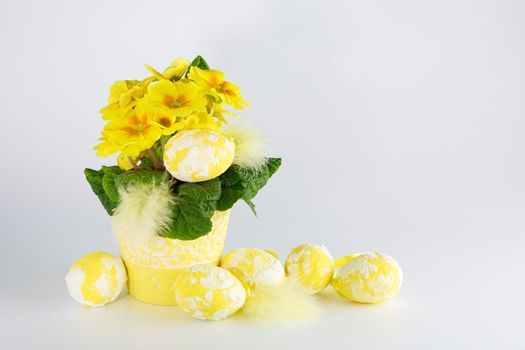 Easter eggs and primula on a white background