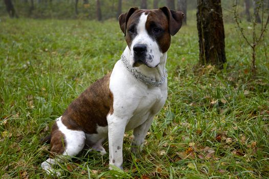 american staffordshire terrier looking at something