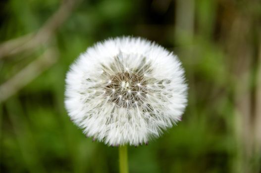 Detail of the seed head of a Dandilion