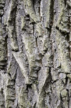 Close up detail of the texture on a tree trunk