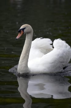 A mute swan swimming on a lake