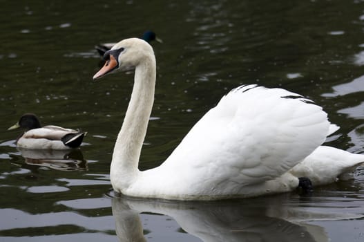 A mute swan swimming on a lake