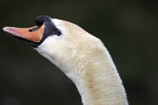 The head of a mute swan with water in the background