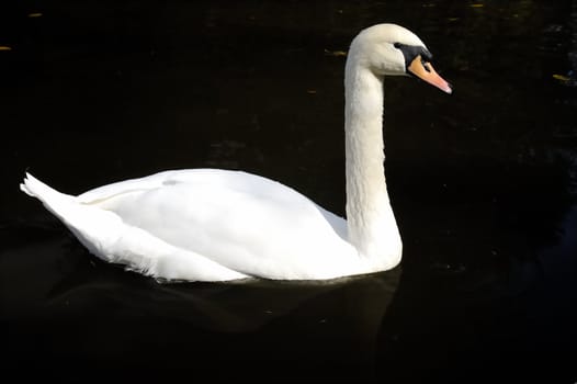 White swan swimming in a dark pond