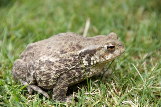 A brown frog siting in the grass