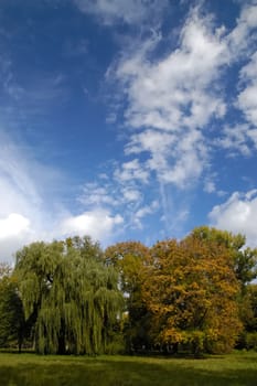 Trees in early fall against cloudscape
