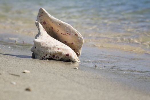 the shell on the beach
