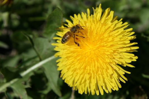A bee on a dandelion. Spring at Lithuania