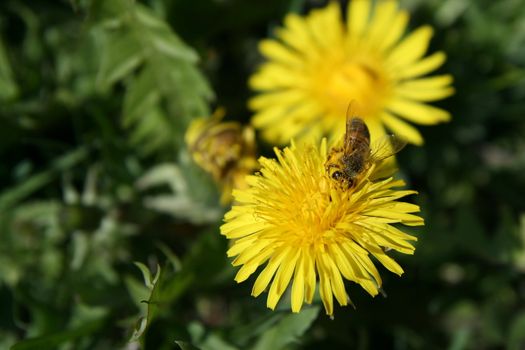 A bee on a dandelion. Spring at Lithuania