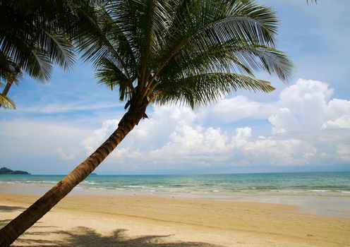 Palm tree on the sand beach