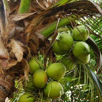 clusters of coconuts on palm tree